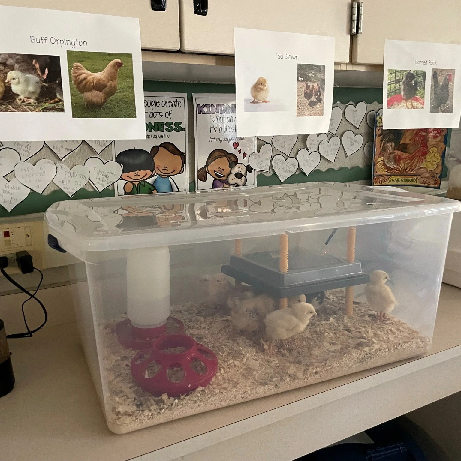 Why did the egg go to school? — Bowers Farm
